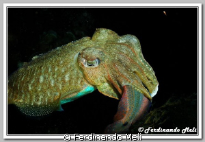 Cuttlefish (Sepia officinalis) capture a fish (Symphodus ... by Ferdinando Meli 